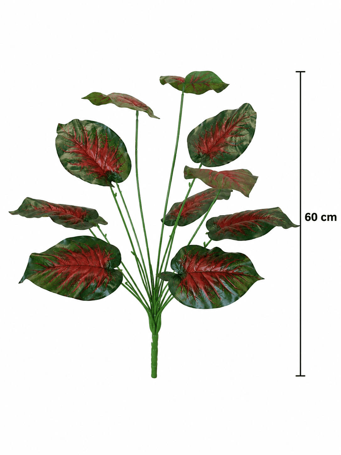 Caladium Rosso 2