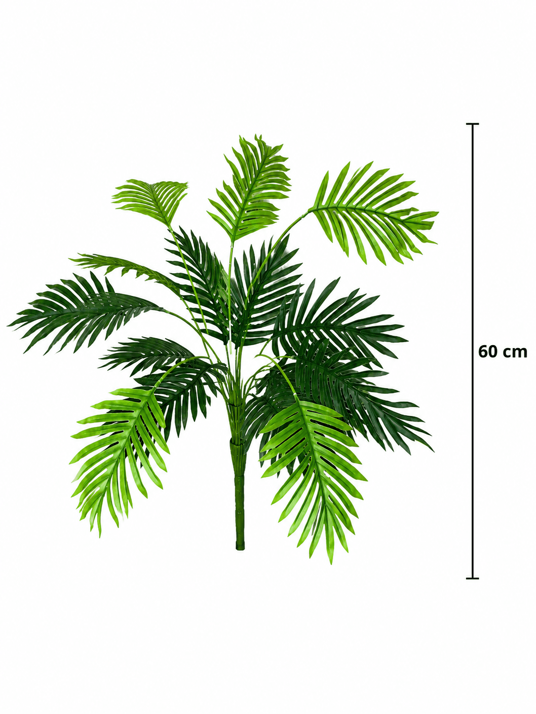 Palma Areca 2