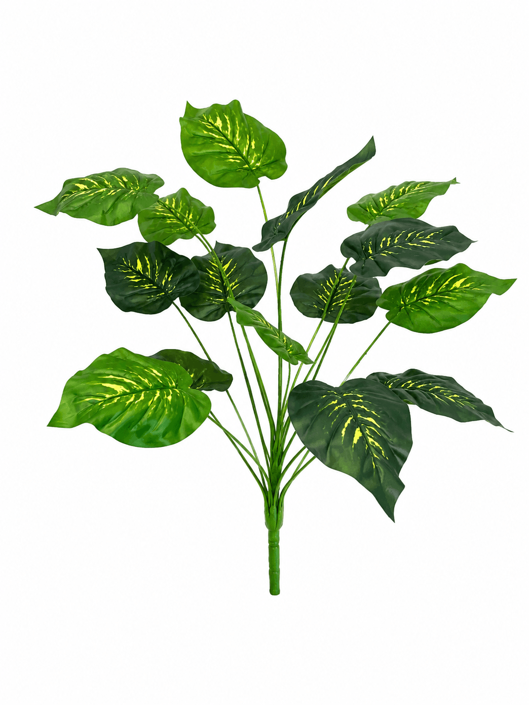 Pothos Variegato 2